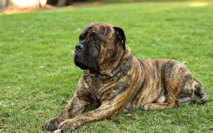 a Brindle Bullmastiff dog