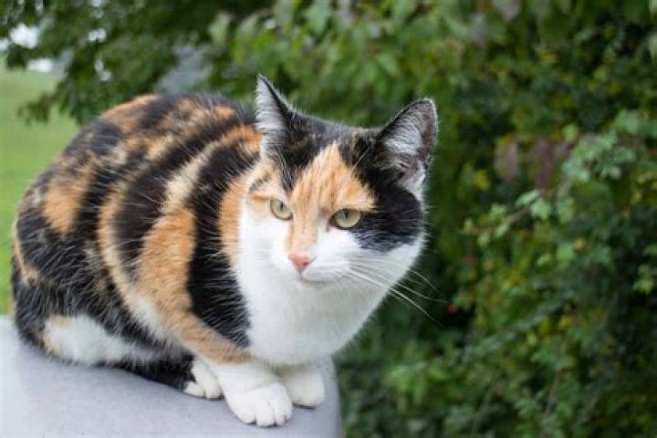 a calico cat with a pet id tag lying on a table