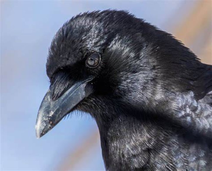 a crow