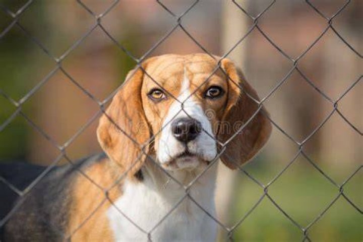 a dog behind a fence
