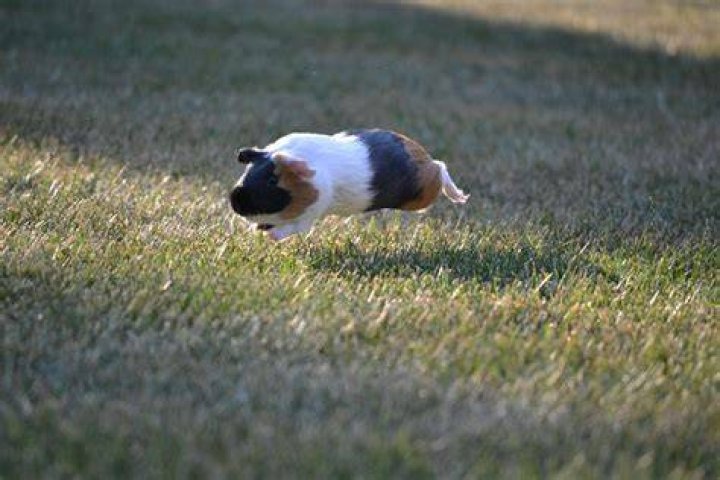 A guinea pig running around in the garden_theianov_Shutterstock