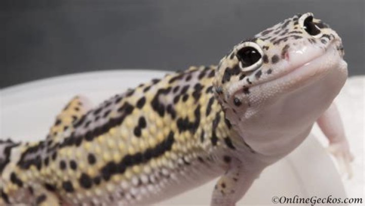 a leopard gecko