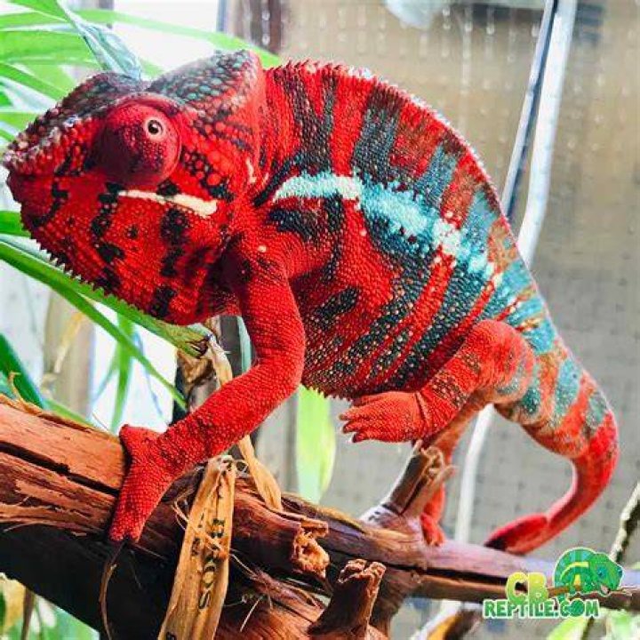 a panther chameleon basking in the tank