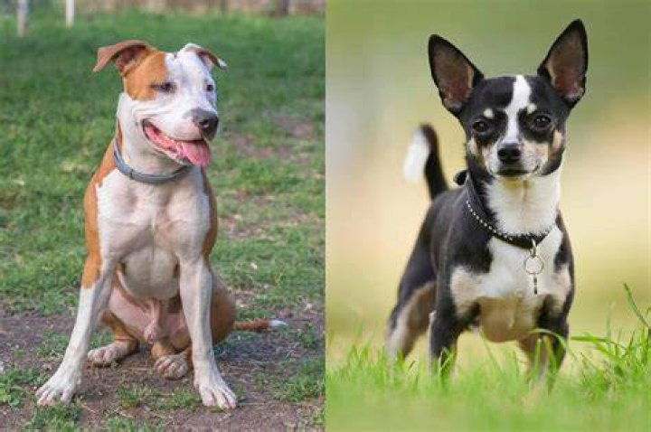 a pitbull chihuahua mixed breed dog