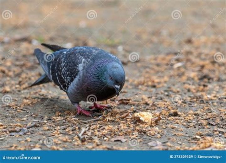 a racing pigeon eating crumbs