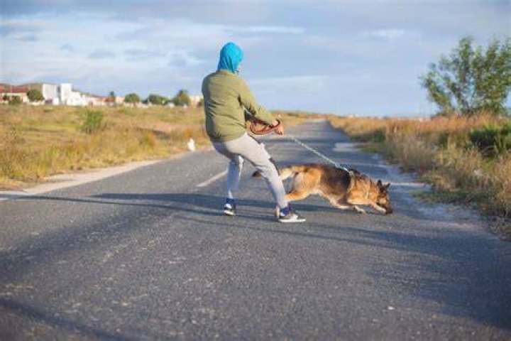 aggressive dog pulling leash
