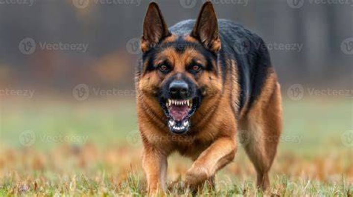 aggressive german shepherd dog