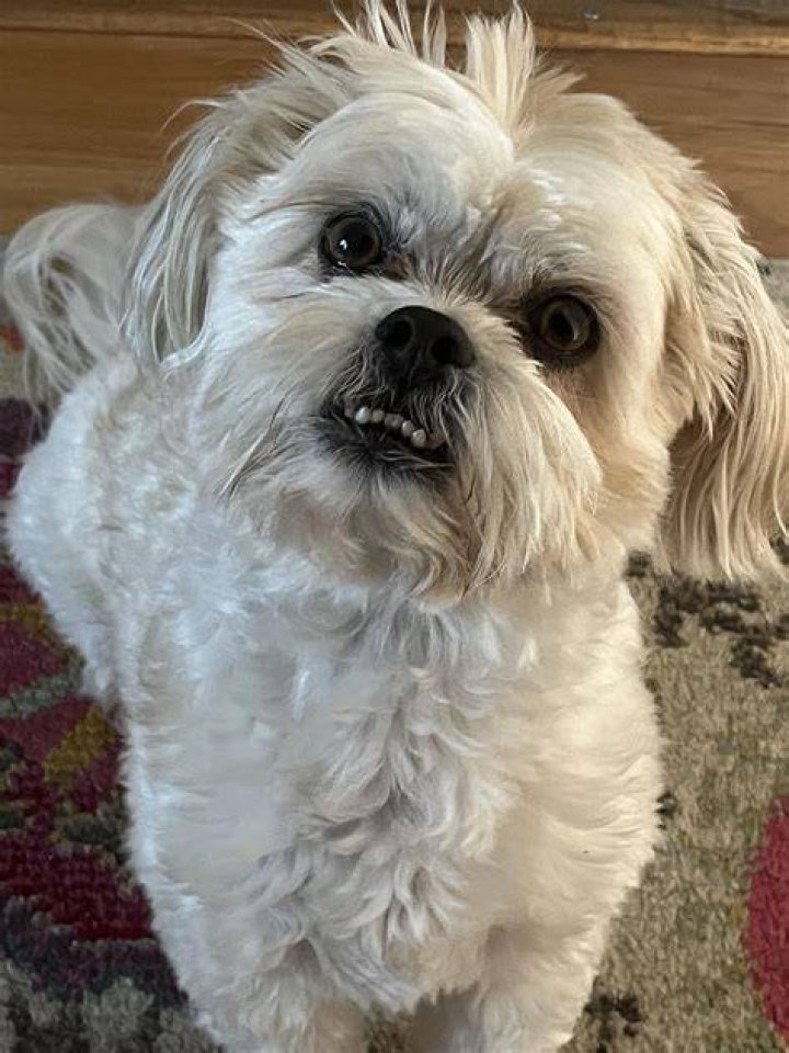 aggressive shi tzu dog