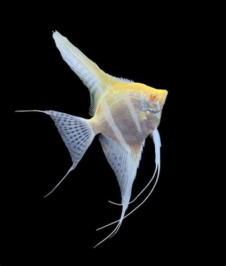 albino angelfish 