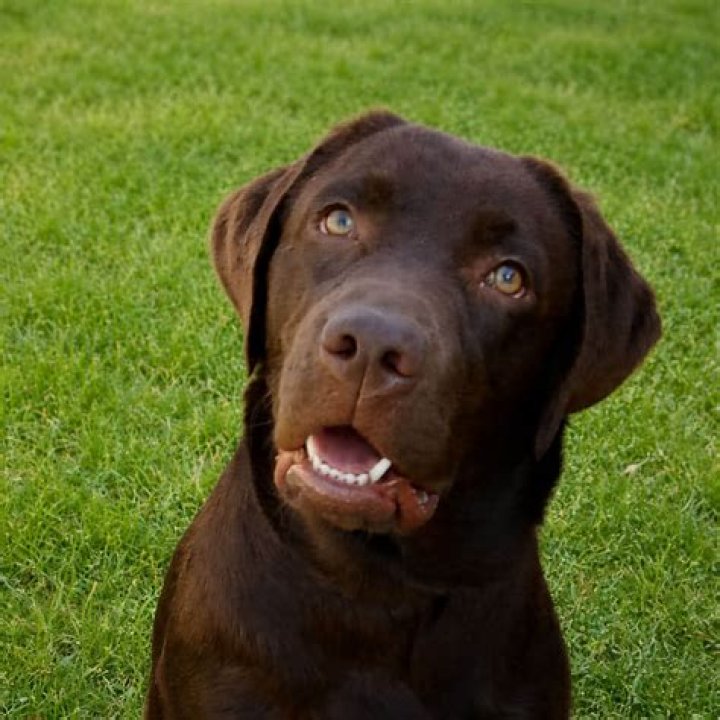 Aliasa Labradors