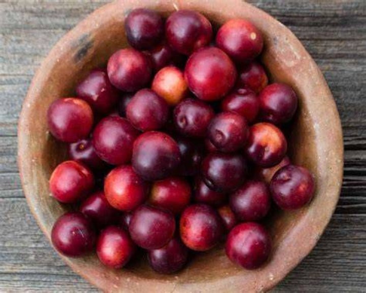 All About Cherry Plums A Delicious Treat Minneopa Orchards