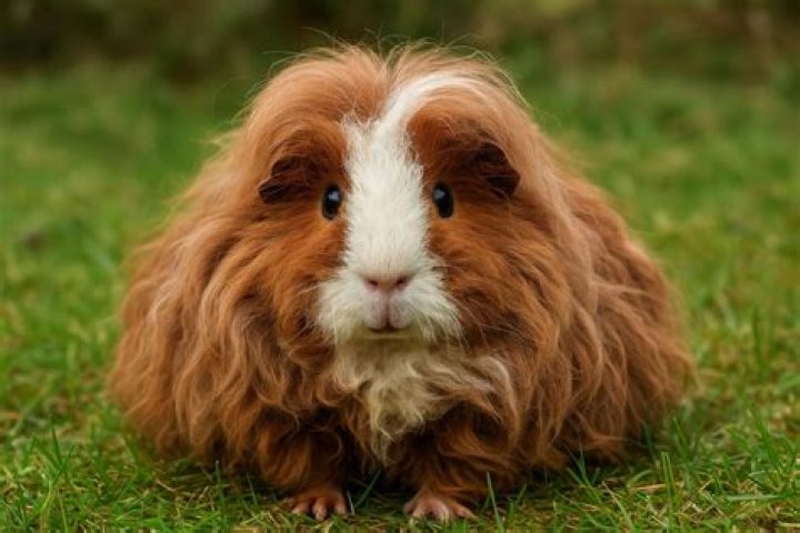 Alpaca Guinea Pig