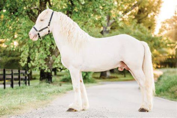 american cream horse