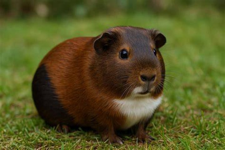 American Guinea Pig