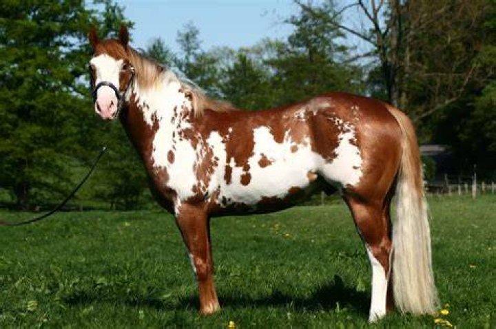 american paint horse