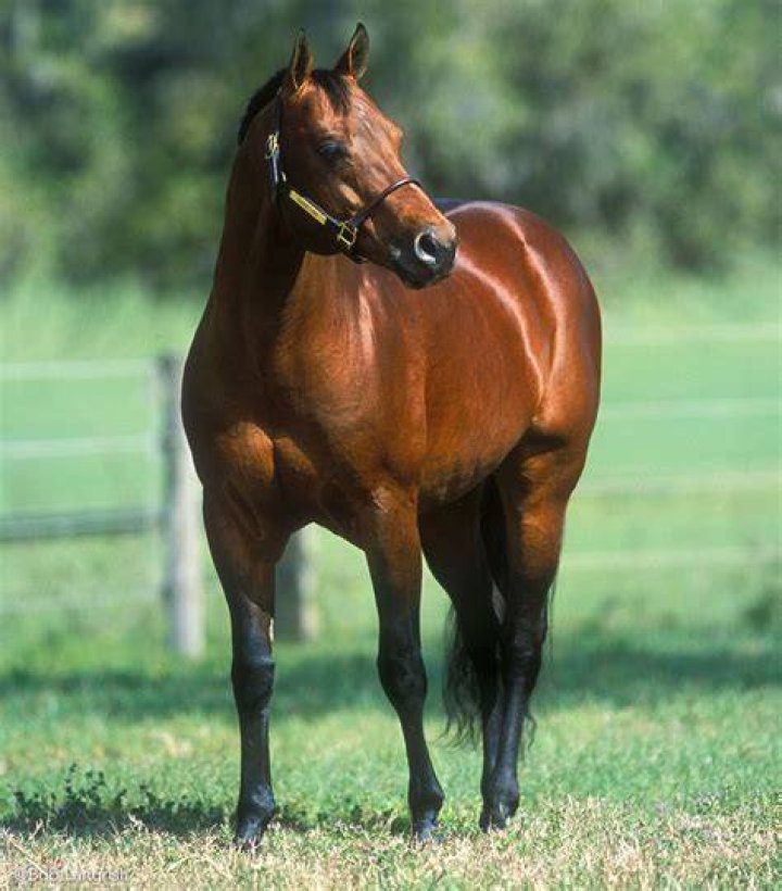 american quarter horse