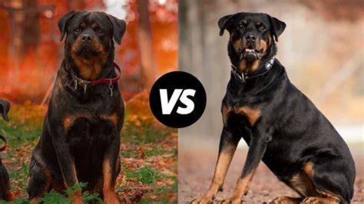 American Rottweiler dog play with the ball in the garden