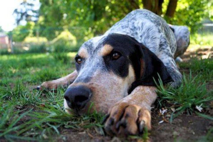 American-English Coonhound resting on grass