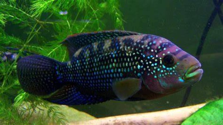aquarium with cichlids