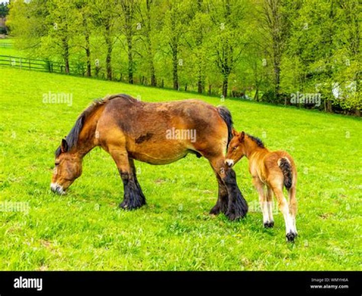 Ardennes Horse grazing