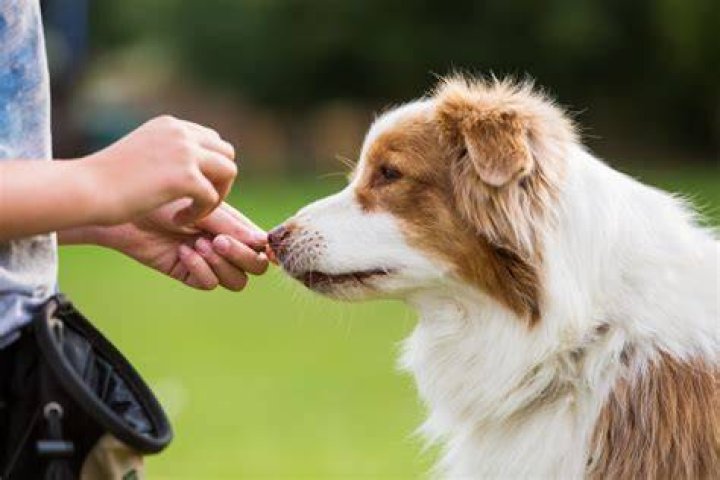 austraian shepherd dog having treat