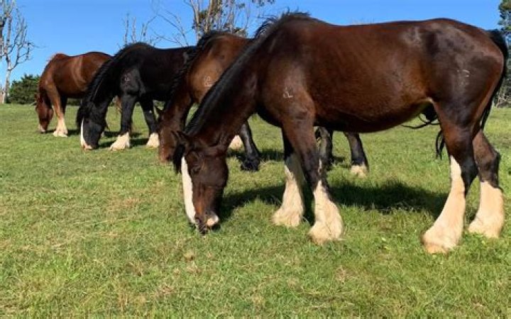 Australian Draught Horse