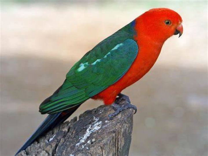 Australian King Parrot side view_Andrii Slonchak_Shutterstock