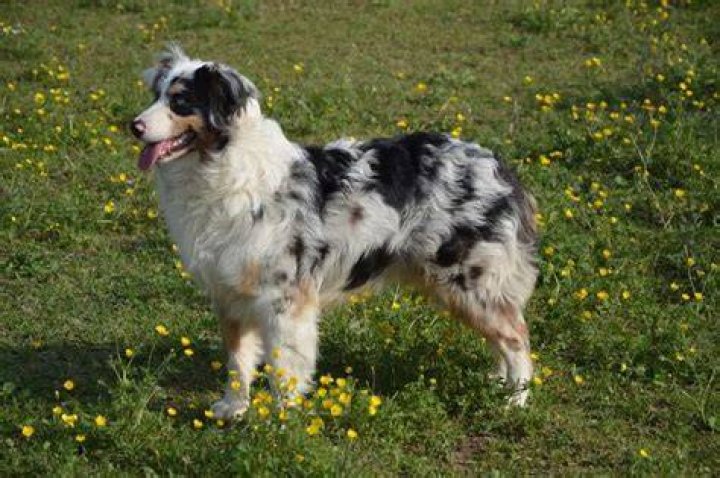 Australian Shepherd_Petra Heike Laicher, Pixabay
