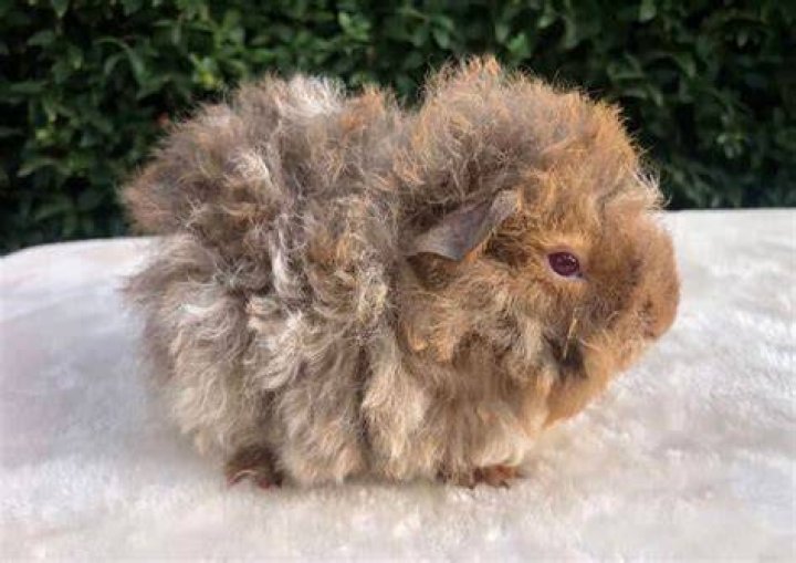 Baby Alpaca Guinea Pig