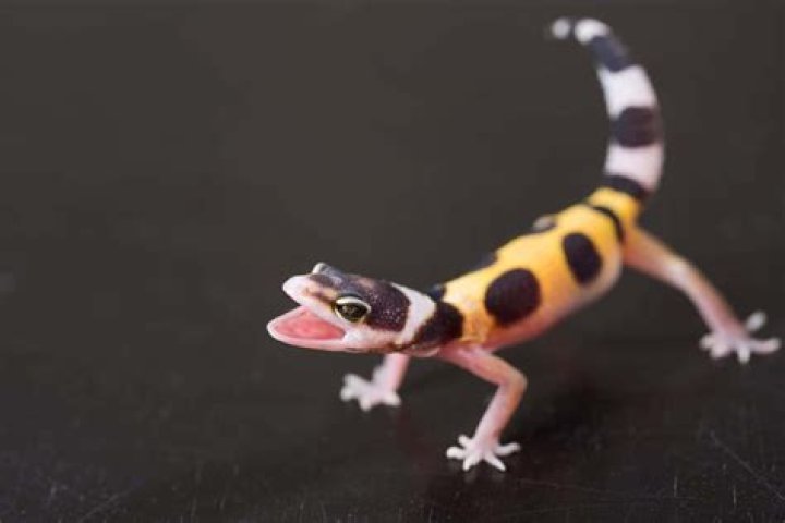 baby leopard gecko