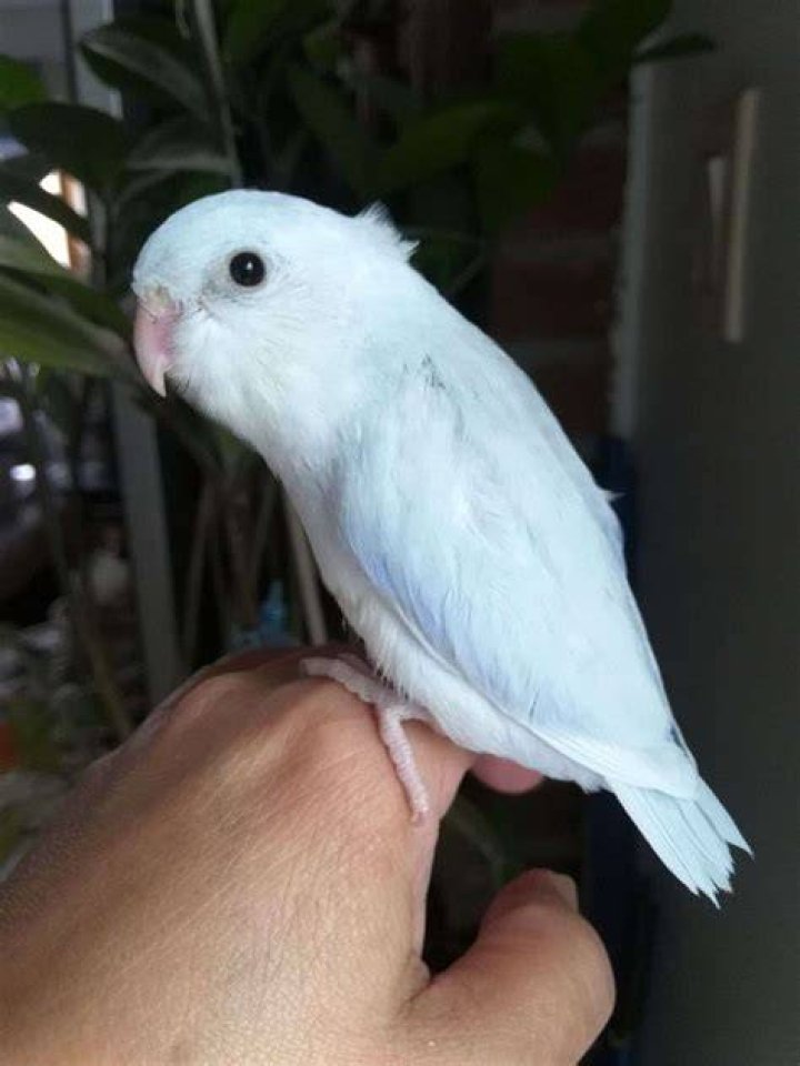 baby parrotlet bird in white background