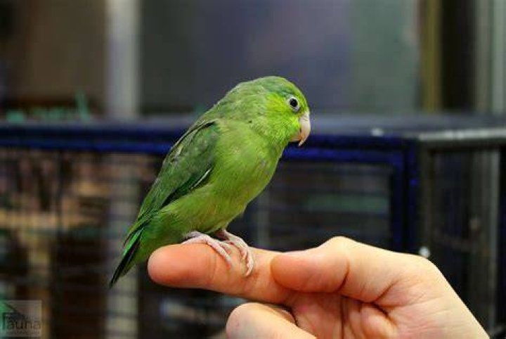 baby parrotlet bird training to perch on finger