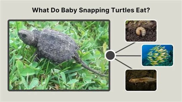Baby Snapping Turtle eat in hand