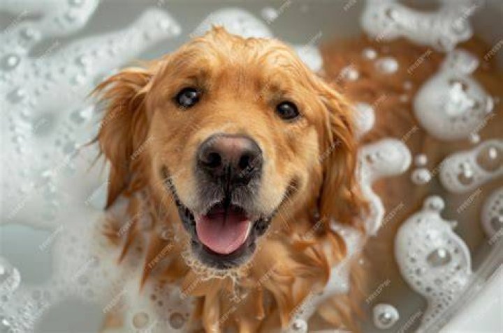 bath foam to a Golden Retriever dog
