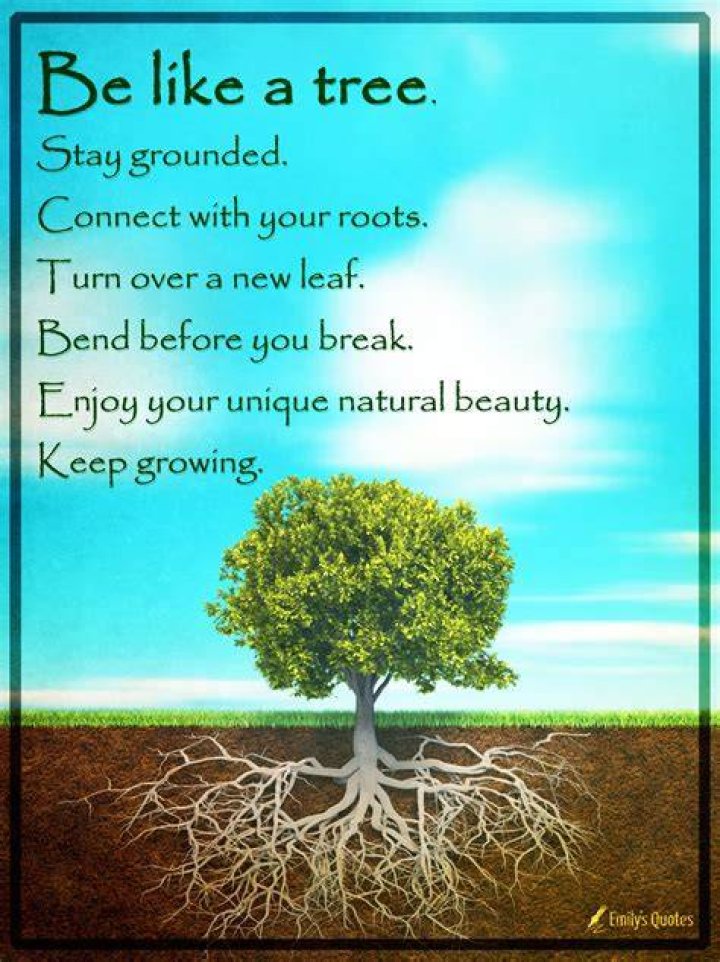Be like a tree. Stay grounded. Connect with your roots. Turn over a new