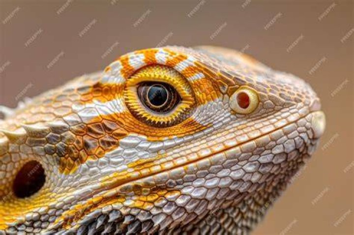 bearded dragon close up