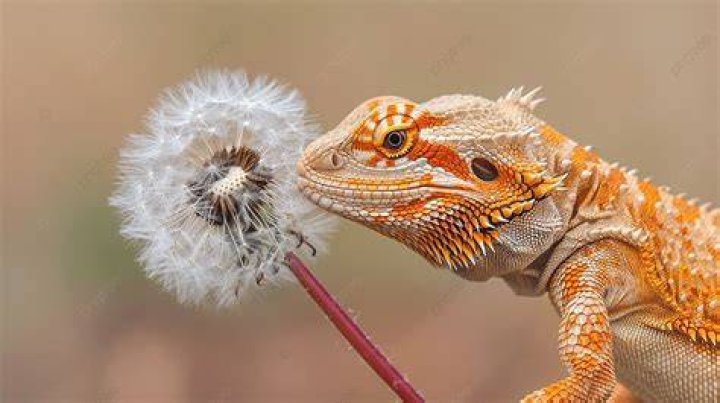 bearded dragon eating dandelion
