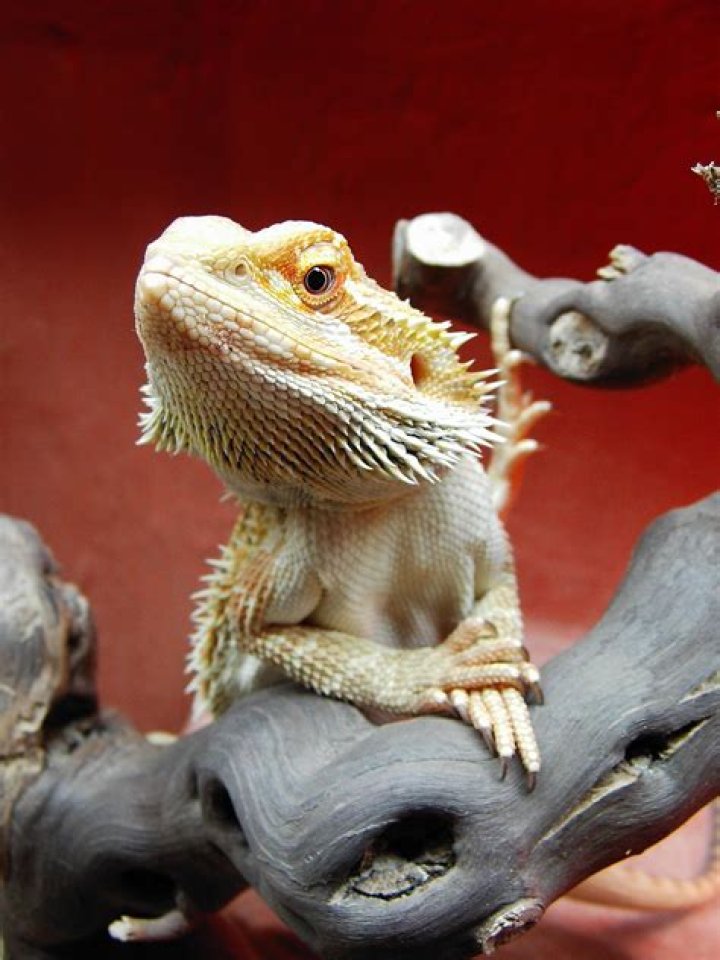 bearded dragon eating_Milchdrink, Pixabay