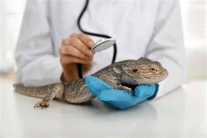 bearded dragon vet