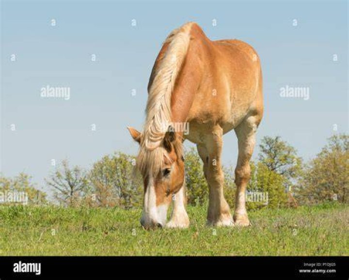 Belgian Draft Horse grazing