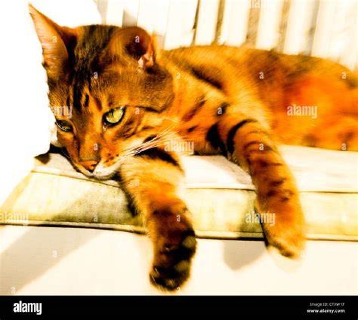 Bengal cat resting in a soft carrier bag