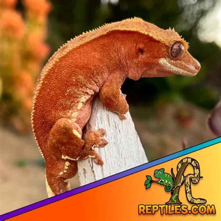 Bi-color Crested Gecko