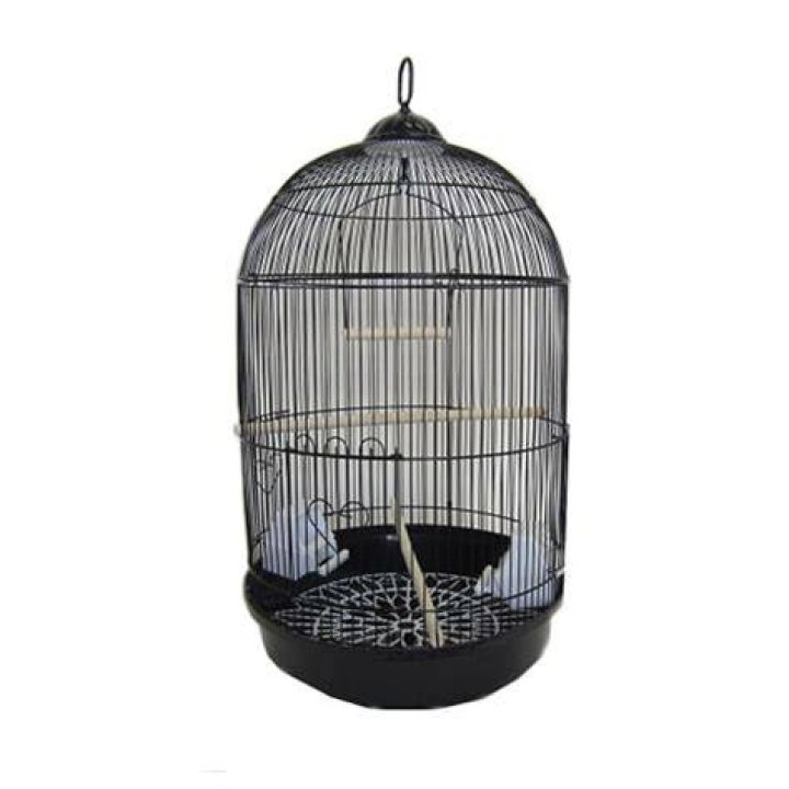 bird in a round cage