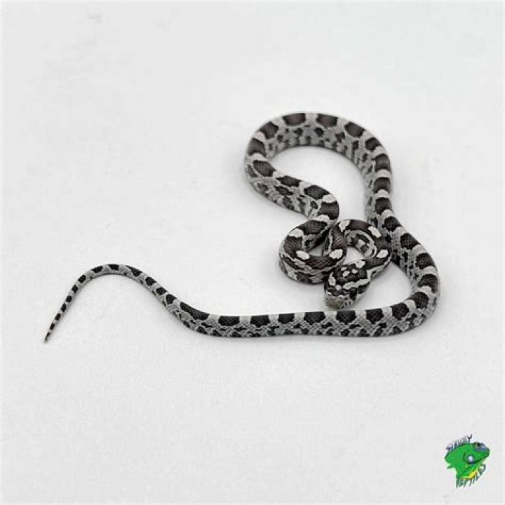 Black albino corn snake