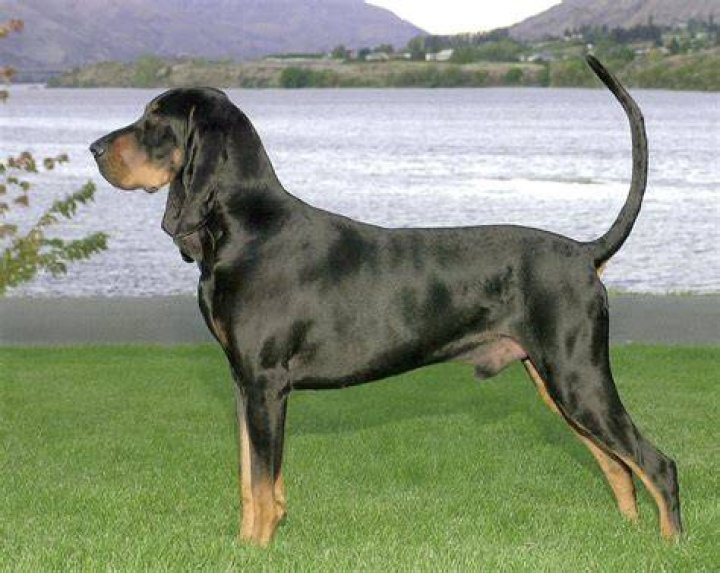 Black and Tan Coonhound at the beach