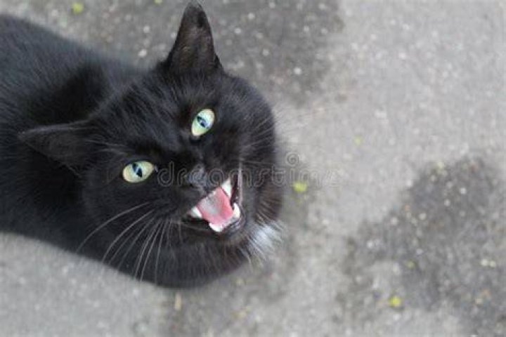 Black cat meowing at person