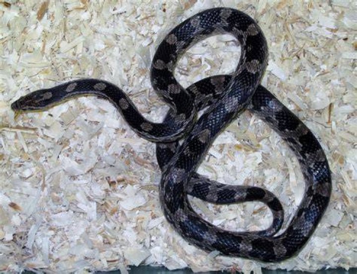 Black Corn Snake