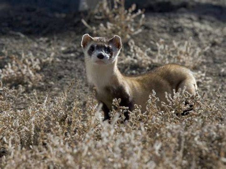 black footed ferret