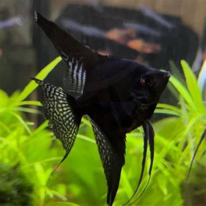 Black Lace Angelfish