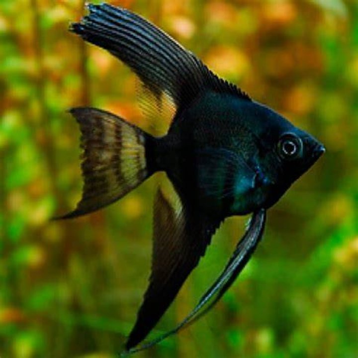 black veil angelfish
